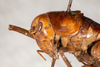 CollectionObject 1537339; 61d365f1-11bd-44b2-ab9d-920770231826: female, lateral view (syntype #1). (CollectionObject).