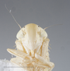 Head on Dalbulus longulus DeLong, 1950: Head/Face. (Observation).