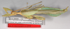 CollectionObject 1563809; c9a501ec-4adf-4f30-8d17-94afbb7ab88f: copyright Frank Hennemann. male, lateral view (paratype). (CollectionObject).;CollectionObject 1563810; 254107e7-dffb-411a-a19b-17cc186f5c29: copyright Frank Hennemann. male, lateral view (paratype). (CollectionObject).;CollectionObject 1563811; 2d85d338-aa82-440d-8512-7ed34d6f6deb: copyright Frank Hennemann. male, lateral view (paratype). (CollectionObject).