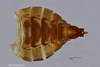Subgenital plate, ventral view on Aphrophora (Plesiommata) irrorata Ball, 1899: (Observation).
