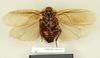 Blaberus brasilianus Saussure, 1864: Copyright Natural History Museum, London. Holotype (adult male) in BM(NH). Ventral view. (Otu).