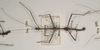 CollectionObject 1559377; b9414989-38e2-481a-943d-d8bb8750319d: copyright OUMNH. male (holotype). (CollectionObject).