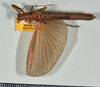 CollectionObject 1563629; eb99ebf3-3b6b-464b-968e-c99f01253e1f: copyright USNM, Washington. male (paratype). (CollectionObject).