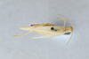 CollectionObject 2869078; 341e4dac-6660-4746-9017-3849543e7d78, CNCI 1155295: Oecanthus argentinus. (CollectionObject).