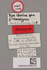 CollectionObject 1517837; 3a8ac6bb-a7d0-46d8-9315-74ac9b1ab27e, NHMUK015982278: labels (holotype). (CollectionObject).