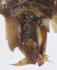 Male genital capsule, lateral view: !! display not done !! on Varma fervens (Walker, 1857): Dorsal view. (Observation).