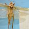 CollectionObject 1542909; DEES #10054', a49557df-c58f-483d-b048-4dae145f7d79: female, body dorsal view (allotype). (CollectionObject).