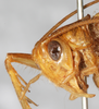 CollectionObject 1531284; NMW 15.460, 2fd990fc-f692-48ef-bcc2-4716a1d81b70: male, head, fronto-lateral view (syntype). (CollectionObject).