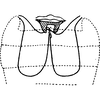 Abdomen, sternal apodemes, ventral view: Abdomen, sternal apodemes, ventral view. (Observation).