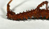 CollectionObject 1556958; d5b9a34f-4121-49be-9507-bc4ac6d69d4a: copyright CMNZ, Christchurch. female nymph of synonym Acanthoxyla fasciata, thorax (holotype). (CollectionObject).
