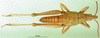 CollectionObject 1501809; 87916cac-d11c-41e5-b6e2-16b710e042fd: male, dorsal view (paratype). (CollectionObject).