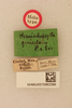 CollectionObject 1516702; c1afb02c-dfe9-4af0-b7e4-d2db3e77e659, NHMUK015982399: labels (holotype). (CollectionObject).