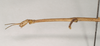 CollectionObject 1558030; b13e432c-573d-4544-bada-a88b6f3572c8: copyright Natural History Museum, London. female: head and thorax, lateral view (syntype). (CollectionObject).;CollectionObject 1558031; e7723eee-9b4e-43ca-bac0-c5aad6b05318: copyright Natural History Museum, London. female: head and thorax, lateral view (syntype). (CollectionObject).