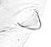 Hind wing.: Seventh marginal tubercle of A. pomi. (Observation).