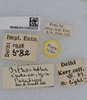 CollectionObject 1577859; f1d1d431-1bd2-41d9-b68d-9d7ab3cb6339: labels (paratype). (CollectionObject).