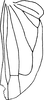 Hind wing on Dworakowskaia hainanensis Chou & Zhang, 1985: Hind wing. (Observation).