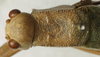 CollectionObject 1535184; e535f063-f051-4db8-8c7c-18303590c3ba: male pronotum, dorsal view (syntype). (CollectionObject).