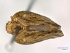 Habitus, dorsal view on Exoma viduatum Melichar, 1902 now Exoma robusta (Uhler, 1901): (Observation).