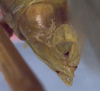 CollectionObject 1504188; 4fcd742d-c25f-46de-95c5-b93bb29b0e7a: male cerci (holotype). (CollectionObject).