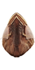 Head: !! display not done !! on Scaphytopius latidens (DeLong, 1944): (Observation).