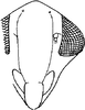 Head: Face. (Observation).