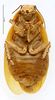 CollectionObject 1587371; MNHN(SF IMPORT DUPLICATE) MNHN-EP-EP1956, e1b10b5a-8682-4843-b5d4-5632e764332b: CC BY-NC-ND 4.0/MNHN - Depraetere Marion - 2014. Holotype, female, of pulchra Shelford, 1908. Specimen number: MNHN-EP-EP1956. http://coldb.mnhn.fr/catalognumber/mnhn/ep/ep1956. (CollectionObject).