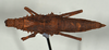 CollectionObject 1562229; 3d2923c1-8c94-4c3e-8098-a3b8dc45ed1c: copyright USNM, Washington. female of synonym Tisamenus atropos (holotype). (CollectionObject).