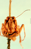 CollectionObject 1505138; de091cd1-2398-42cc-839a-1333297f3be8, DORSA D022XF01: female, frontal view (syntype). (CollectionObject).