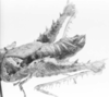 CollectionObject 1525186; ddca25fa-3b4b-4509-a69f-4ca636110407: female, abdomen end, lateral view (allotype of Nicarchus enyalius). (CollectionObject).