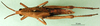 CollectionObject 1502113; 0315d781-5277-436b-a54e-0a05e17331d3: nymph, dorsal view (paratype). (CollectionObject).