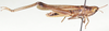 Oxybothrus punctifrons Uvarov, 1953: male, lateral view. (Otu).