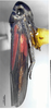 Habitus, lateral view on Anatkina bistriata Yang & Li, 2001: (Observation).