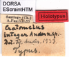 CollectionObject 1537524; 64a9f2d2-0379-4498-9026-7ba512cb75c4: labels (holotype). (CollectionObject).