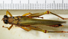 CollectionObject 1498677; 6630242e-f902-4f94-9c51-216580220080: male, dorsal view. (CollectionObject).