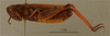 CollectionObject 1600089; 503935dc-767b-40cb-bb05-396b854f8603: female, lateral view (syntype?). (CollectionObject).