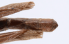 CollectionObject 1559056; d2450f87-5c5a-4c86-8ec3-1d90845548af: copyright ANSP. female: end of abdomen, dorsal view (holotype). (CollectionObject).