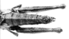 CollectionObject 1540728; 509838ee-fd69-46e5-aae3-747bf56ec0ac, MNHN-EO-CAELIF2449: Image Carbonell, C.S. female, abdomen, dorsal view (holotype). (CollectionObject).