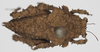 CollectionObject 1577245; df8a4754-5c5a-4146-b5f9-aa9530f371b7: female, dorsal view, no type. (CollectionObject).