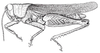 Atrachelacris unicolor Giglio-Tos, 1894: Fig. 1. male habitus. (Otu).