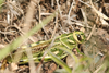 FieldOccurrence 2994; 5a8619c8-7514-4778-a228-f473826a7569; Argentina: San Luis: Chacabuco
S of Villa del Carmen, 2026/03/03: (FieldOccurrence).