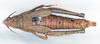 CollectionObject 1580365; dda8571f-2f7b-42c4-8d25-851c5bbc4836: female, dorsal view (syntype). (CollectionObject).