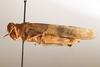CollectionObject 1591327; d580ba00-3404-4795-8de1-91883cb7ed31: female, lateral view (holotype of Heliopteryx satunini). (CollectionObject).