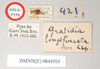 CollectionObject 1558008; NHMUK(SF IMPORT DUPLICATE) 844910, 5e42dbf2-6e2a-42cd-8259-4fcb6bc40153: copyright Natural History Museum, London. male, data labels (holotype). (CollectionObject).