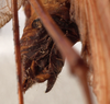 CollectionObject 1534644; f1b989ed-cea5-4dae-85be-274e548d0e82: female cerci (holotype of Karschia corrosa). (CollectionObject).
