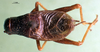 CollectionObject 1501926; af75c4e5-73b9-4a72-9d9b-f43d575770ca: male, dorsal view. (CollectionObject).