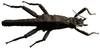 CollectionObject 1563884; 16f1b67c-374f-47c9-88a5-5d763e29cd14: copyright UPLB, Los Baños. male (paratype). (CollectionObject).;CollectionObject 1563885; 8c7b4814-fe43-4bcc-87da-2d581281b908: copyright UPLB, Los Baños. male (paratype). (CollectionObject).