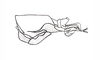 Dichroplus exilis Giglio-Tos, 1894: Fig. 47. endophallus, lateral view. (Otu).