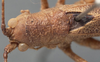 CollectionObject 1505758; bde5a562-b6ad-46e7-93aa-3deb0aab56bc: male pronotum, dorsal view (holotype of Cocconotus castus). (CollectionObject).