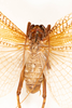 CollectionObject 1531235; e6fad094-bd9a-4131-831a-a5e489ace390: male, dorsal view (holotype). (CollectionObject).