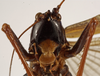 CollectionObject 1529607; 6e7a3d7d-dbe6-4b9c-94a6-bf4e3be57d4f: female, frontal view (holotype). (CollectionObject).